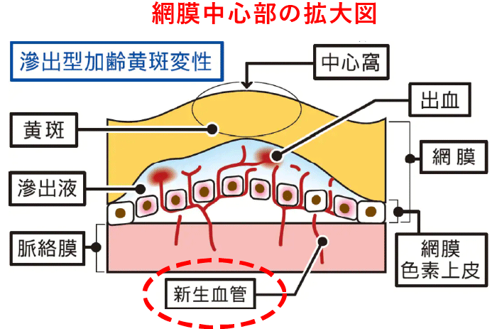 網膜中心部の拡大図